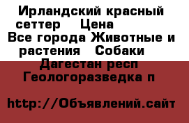 Ирландский красный сеттер. › Цена ­ 30 000 - Все города Животные и растения » Собаки   . Дагестан респ.,Геологоразведка п.